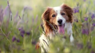 O 'olhar de cachorro' é resultado de uma evolução da espécie