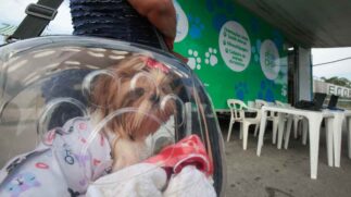 Um dos benefícios da microchipagem e do cadastro é a localização dos tutores em caso de perda, roubo ou maus-tratos