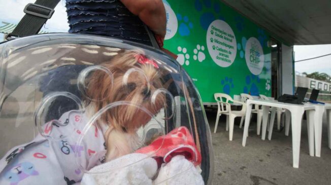 Um dos benefícios da microchipagem e do cadastro é a localização dos tutores em caso de perda, roubo ou maus-tratos