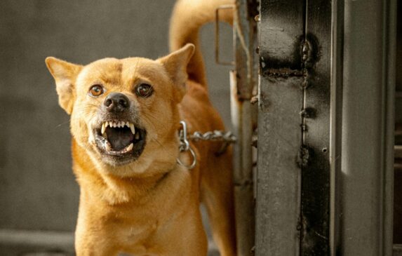 Nova regra estabelece critérios inéditos de bem-estar animal e determina sanções para quem descumprir