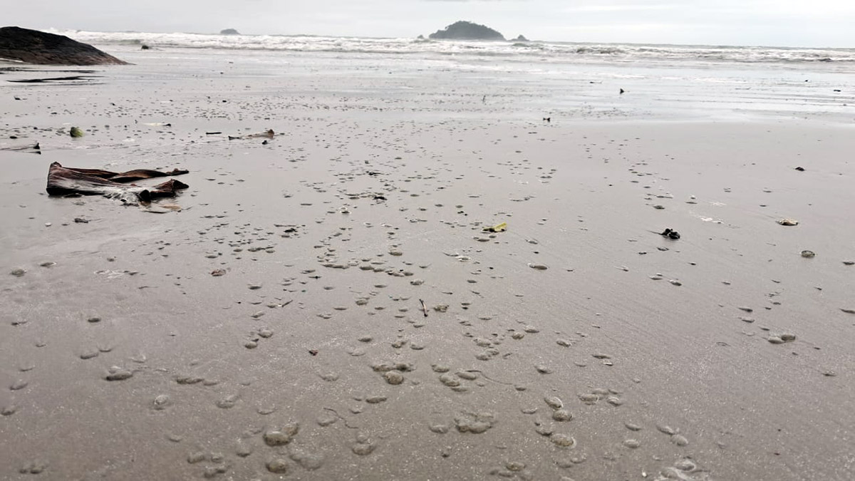 As bolinhas gelatinosas surgiram na Praia do Arpoador, no Parque Estadual do Itinguçu