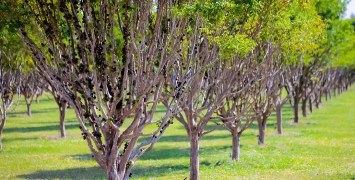A temporada foi aberta em 9 de agosto e segue até o fim de setembro, sempre às sextas, sábados e domingos, das 10h às 16h
