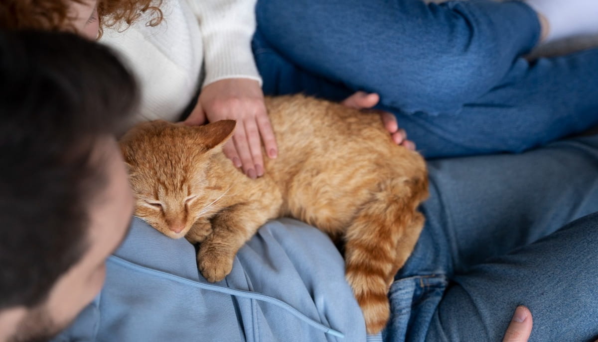 Felinos são animais seletivos, e dormir em cima do tutor é considerado um gesto de confiança e apego