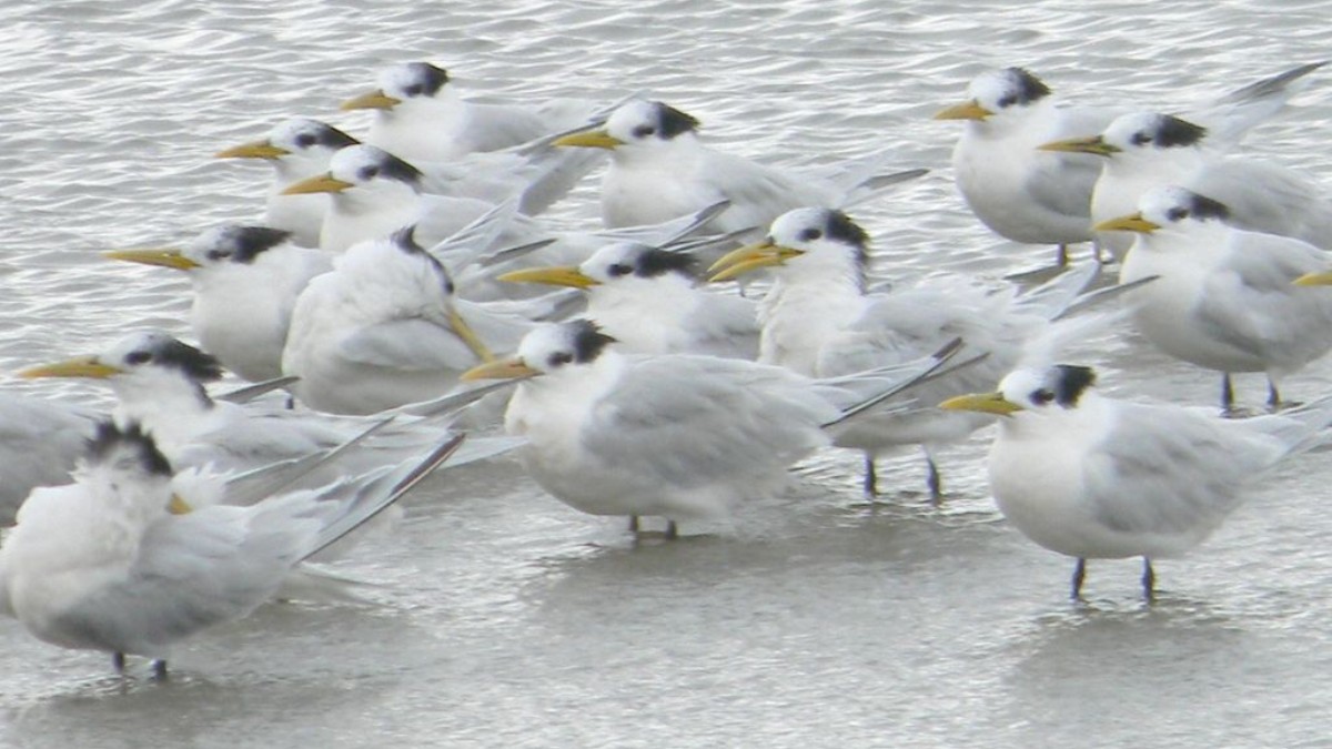 Espécie, antes comum na época reprodutiva, agora tem avistamentos e números cada vez mais raros