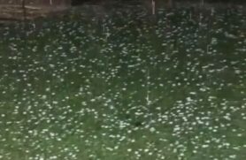 Nas redes sociais, é possível ver imagens de um gramado verde completamente tomado pelo fenômeno natural