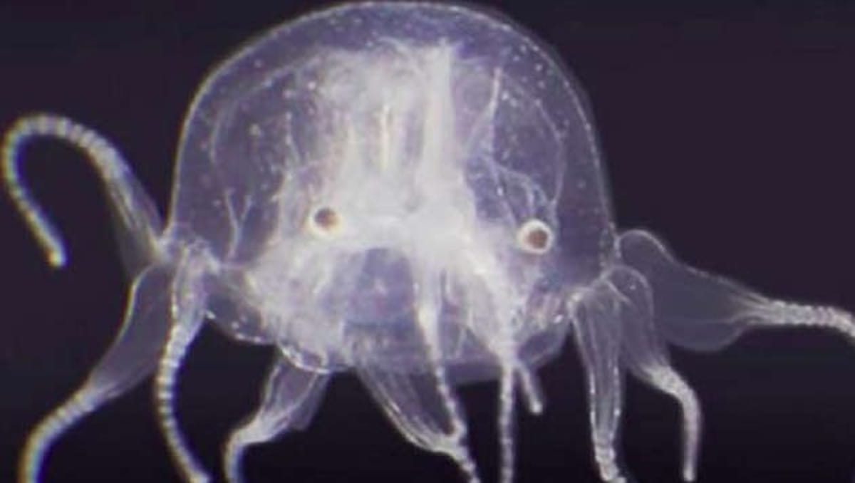 Além da anatomia peculiar, trata-se de uma espécie venenosa pertencente ao grupo das águas-vivas-caixa