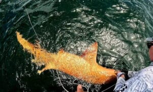  O registro do tubarão-lixa laranja mostra como o oceano ainda guarda mistérios surpreendentes e reforça a importância da pesquisa científica