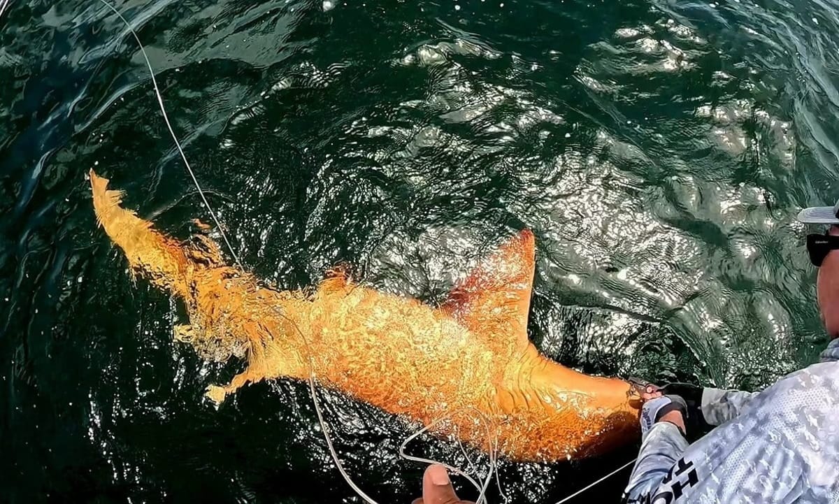  O registro do tubarão-lixa laranja mostra como o oceano ainda guarda mistérios surpreendentes e reforça a importância da pesquisa científica