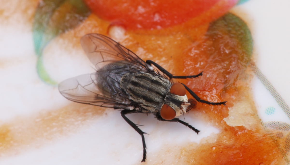 Investir no uso da drosófila não significa abrir mão de modelos mais complexos, mas sim otimizar recursos públicos e ampliar as possibilidades de inovação científica