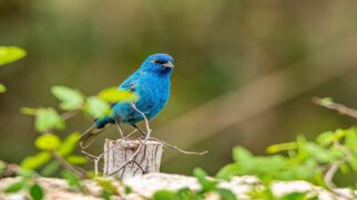 Aves parasitas são conhecidas por colocar seus ovos em outros ninhos