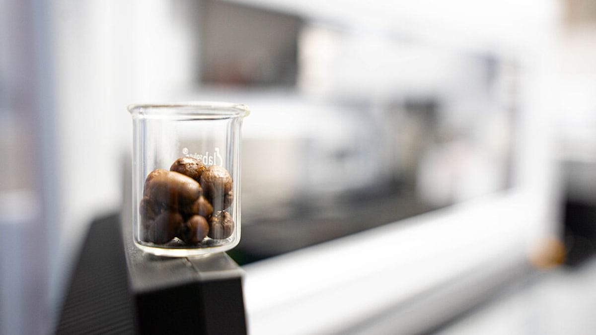 Grãos de café em frente ao robô de pipetagem, com o qual a equipe realizou uma ampla triagem de 94 substâncias diferentes para analisar os efeitos sobre a bactéria E. coli/ Leon Kokkoliadis/CMFI/Universidade de Tübingen