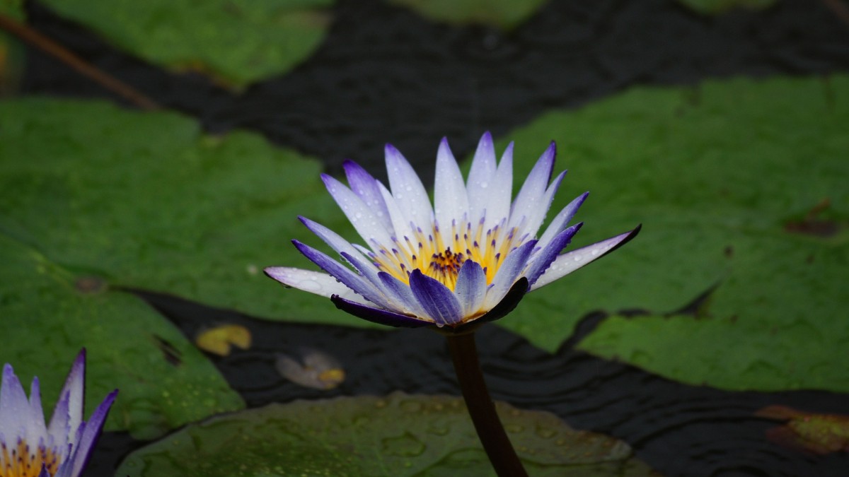 A variedade de cores e formas também muda com um lago no jardim / Pixabay