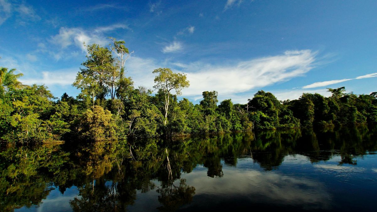 Desmatamento na Amazônia reduz chuvas em 74% e aumenta temperatura