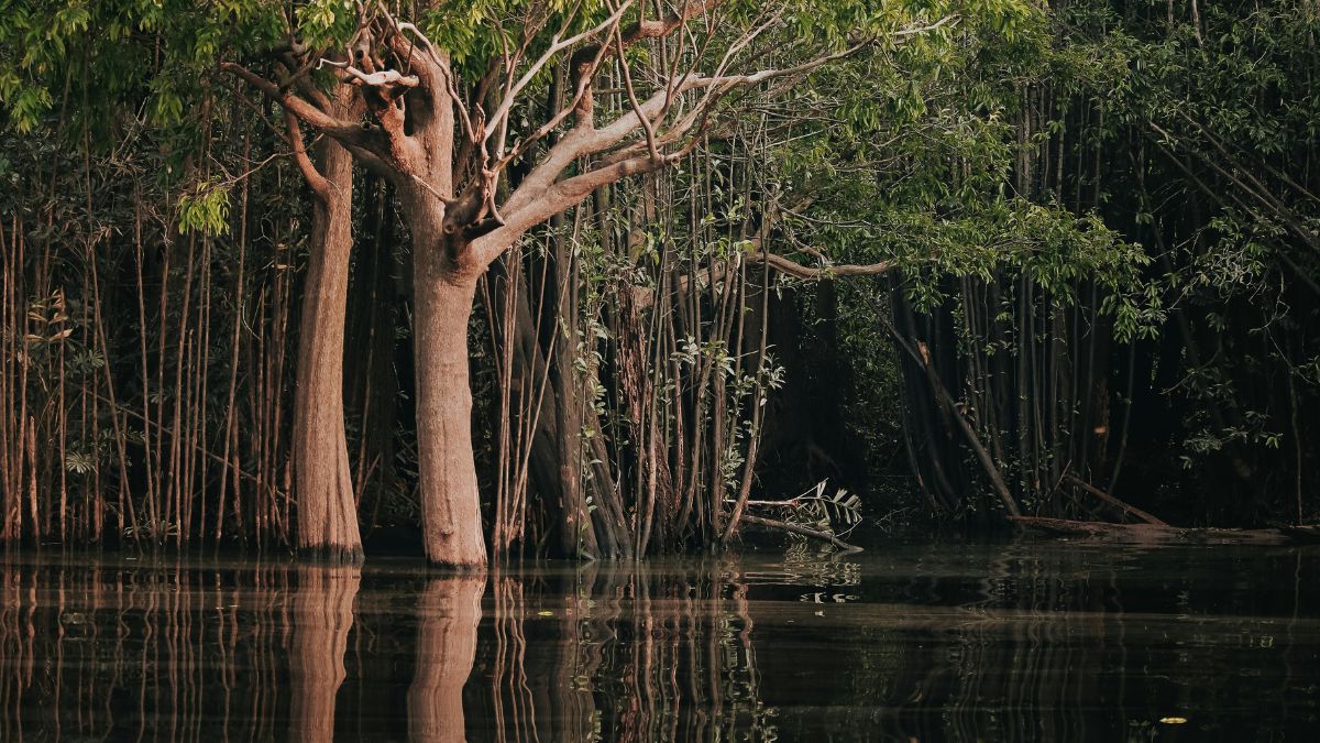 Rios Voadores - Cerca de 20 bilhões de toneladas de água são lançados no ar diariamente pela Floresta Amazônia - Divulgação/Pixels
