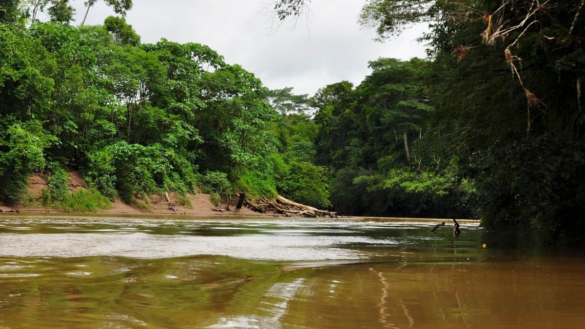 Ar puro - A Amazônia contribui com cerca de 20% do oxigênio produzido pela fotossíntese no planeta - Divulgação/Pixebay