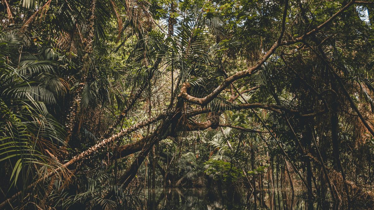 Berço do mundo - Com sua biodiversidade gigante, a Amazônia abriga 10% das espécies conhecidas do mundo - Divulgação/Pixels
