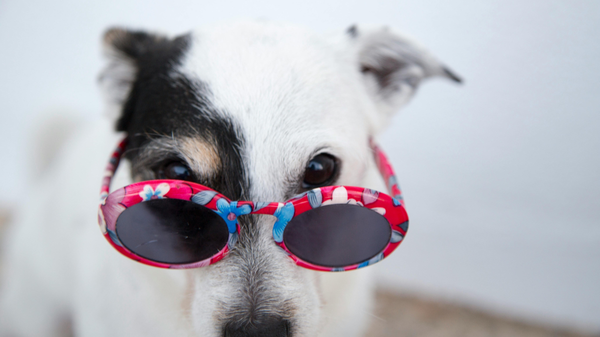 O focinho de um cachorro é tão único quanto as impressões digitais humanas, cada cão tem um padrão diferente. Pexels