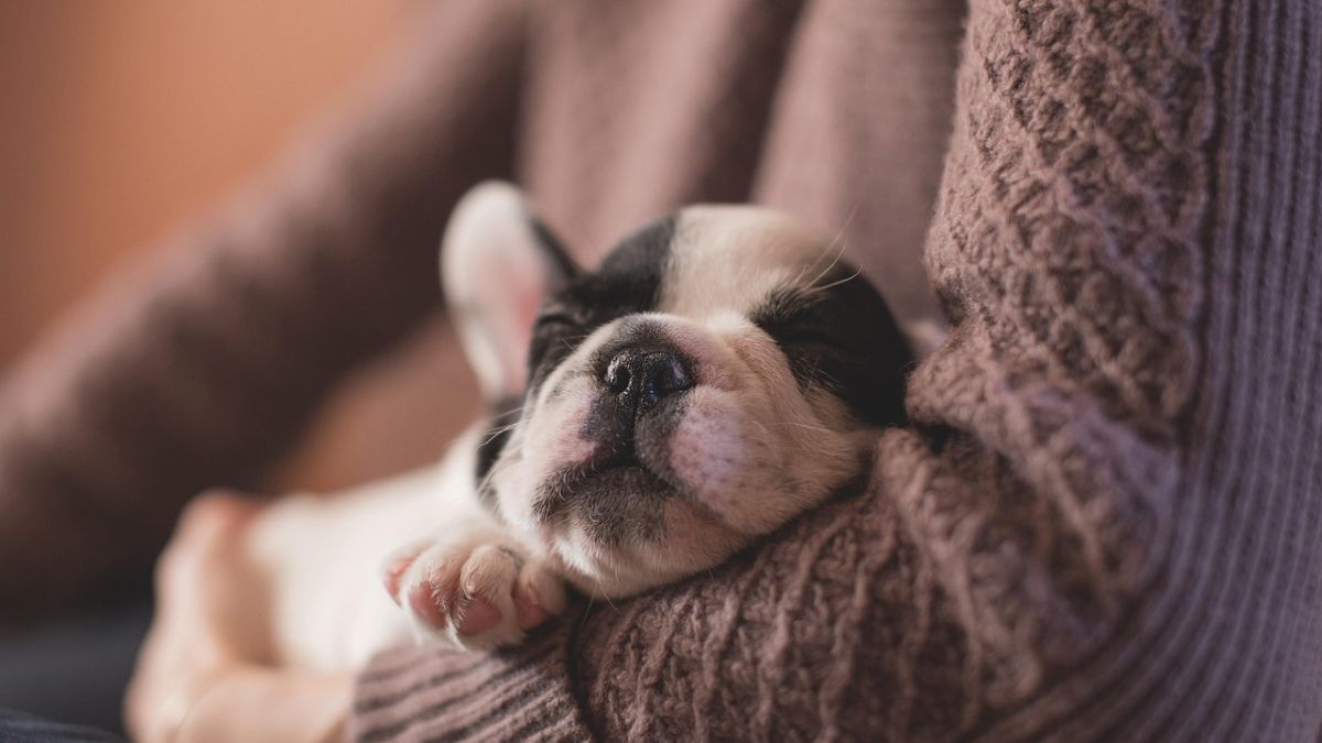 Segundo estudos, os cachorros podem sonhar, emitir sons baixinhos, mexer as patinhas e até mudar de posição bruscamente enquanto dormem. Pexels