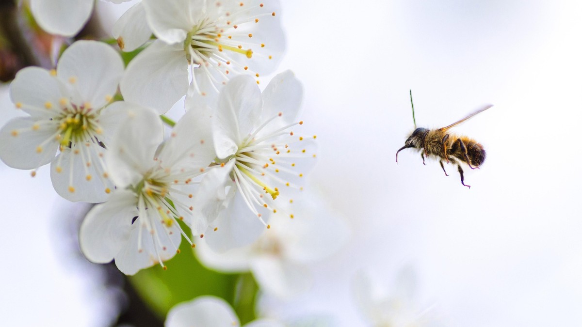 Além disso, cultivar uma torre de flor ajuda a criar um ambiente propício para a alimentação das abelhas / Pixabay