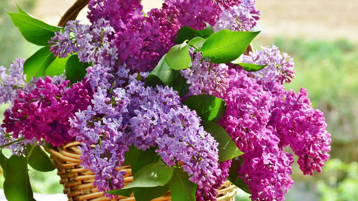 As cores delas, além de embelezar, também trazem alegria e harmonia / Pixabay