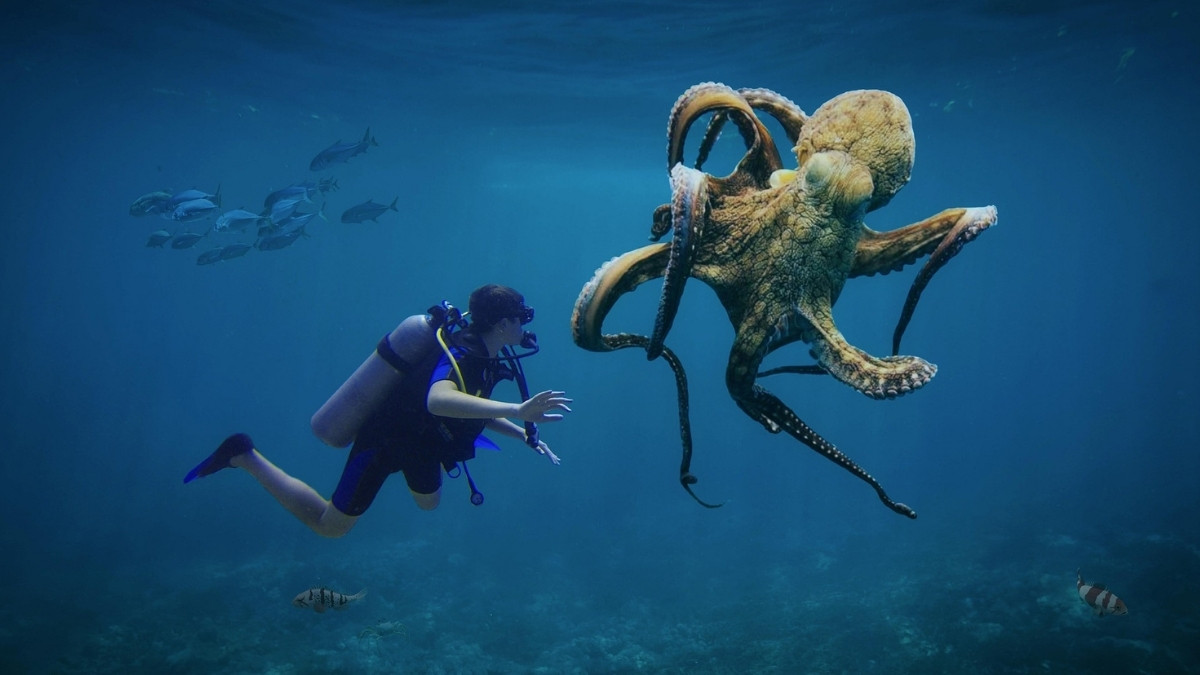 Os polvos são mestres da inteligência marinha, capazes de usar ferramentas, reconhecer pessoas e até brincar ou fazer travessuras / Pixabay