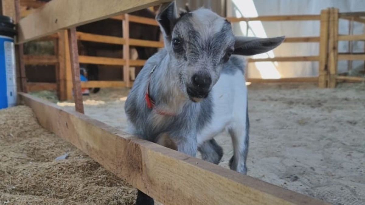 O mini cabrito Chicó encanta crianças com sua doçura na Fazendinha PH