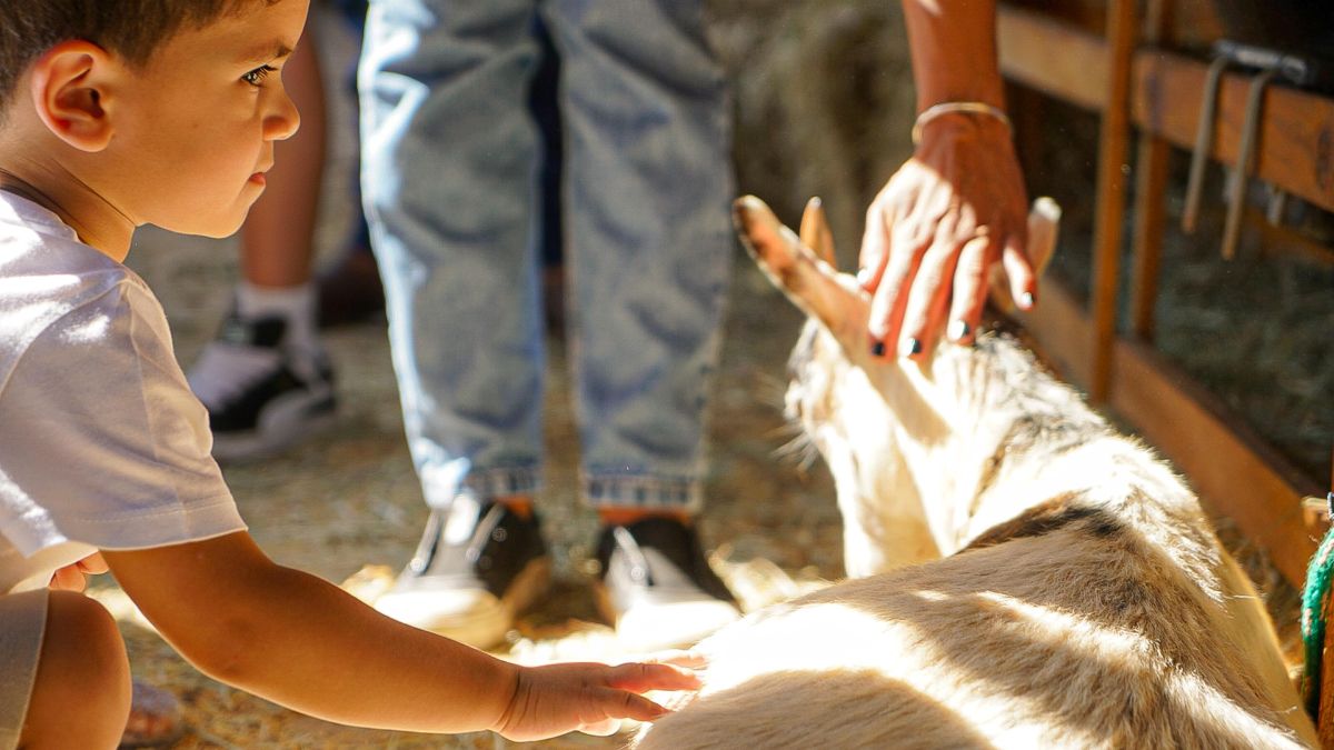 A exposição apresenta cerca de 900 animais que estarão no parque para participarem das provas/Pref. Rio Preto