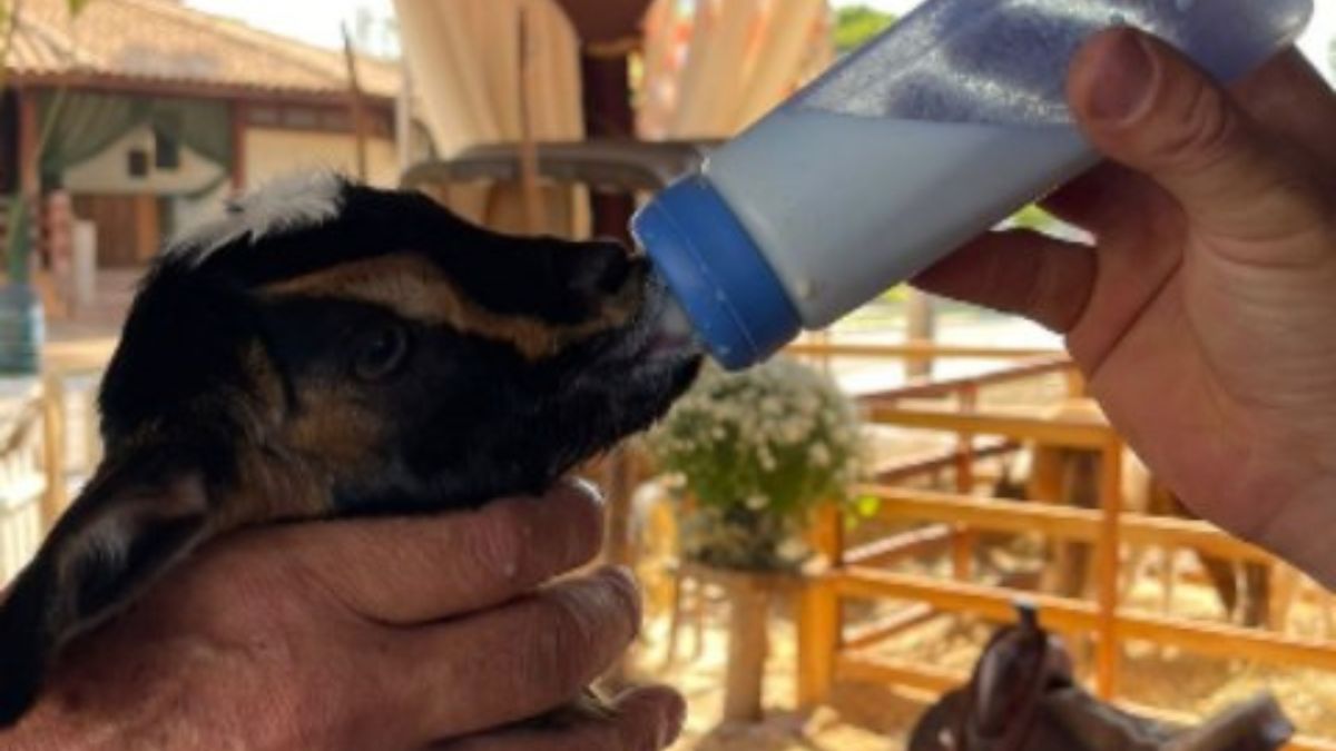 O evento rural reúne uma série de mini animais que encantam as crianças/Instagram - Fazendinha PH
