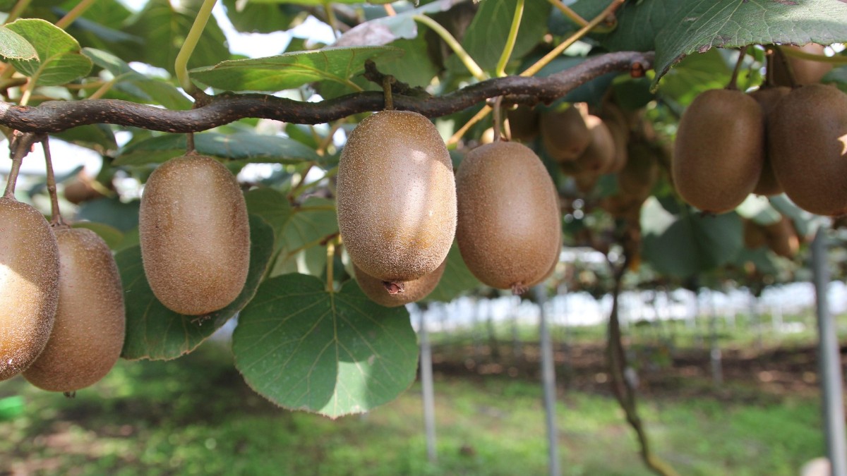 O Kiwi é originário do sul da China / Pixabay
