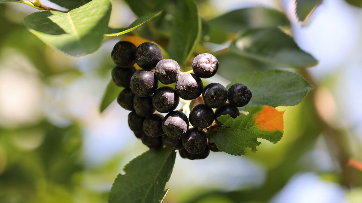 A aronia é também conhecida como chokeberry ou amora-preta / Pixabay