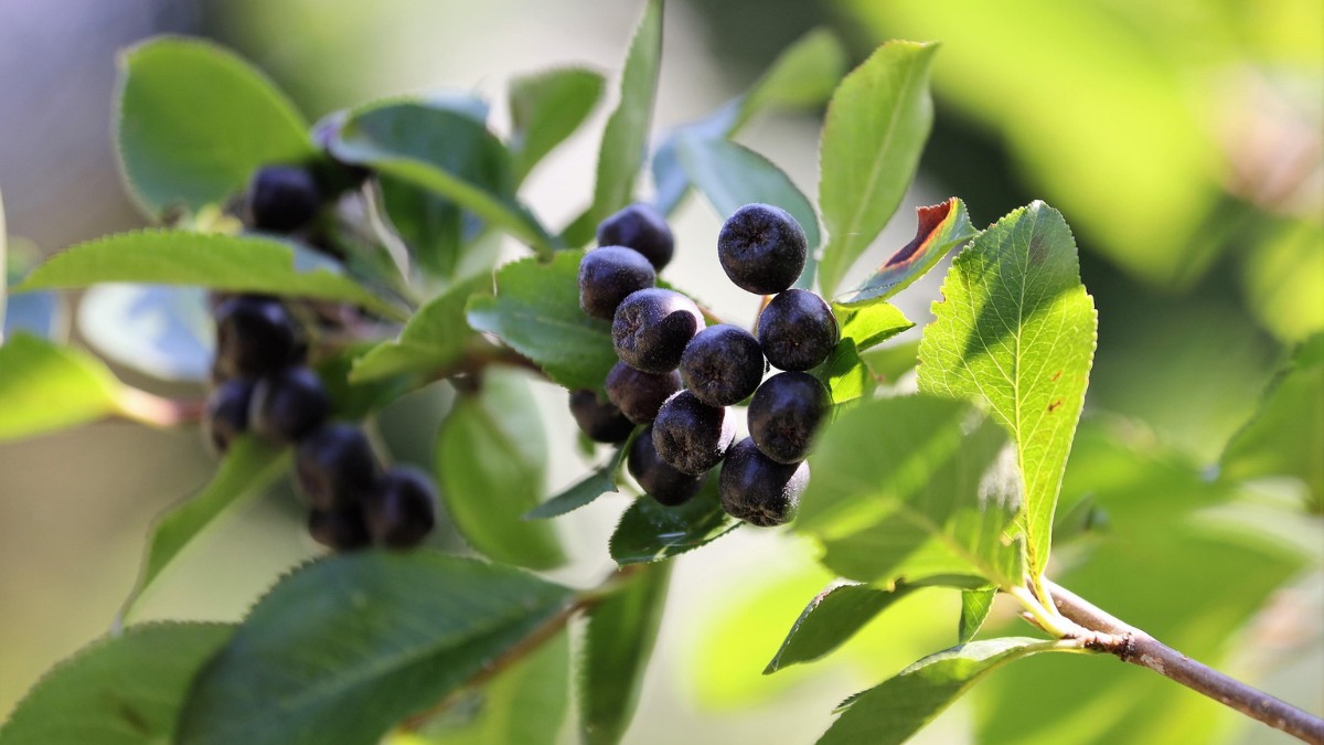 Suas bagas são reconhecidas pelo seu elevado teor de antioxidantes, especialmente as antocianinas / Pixabay