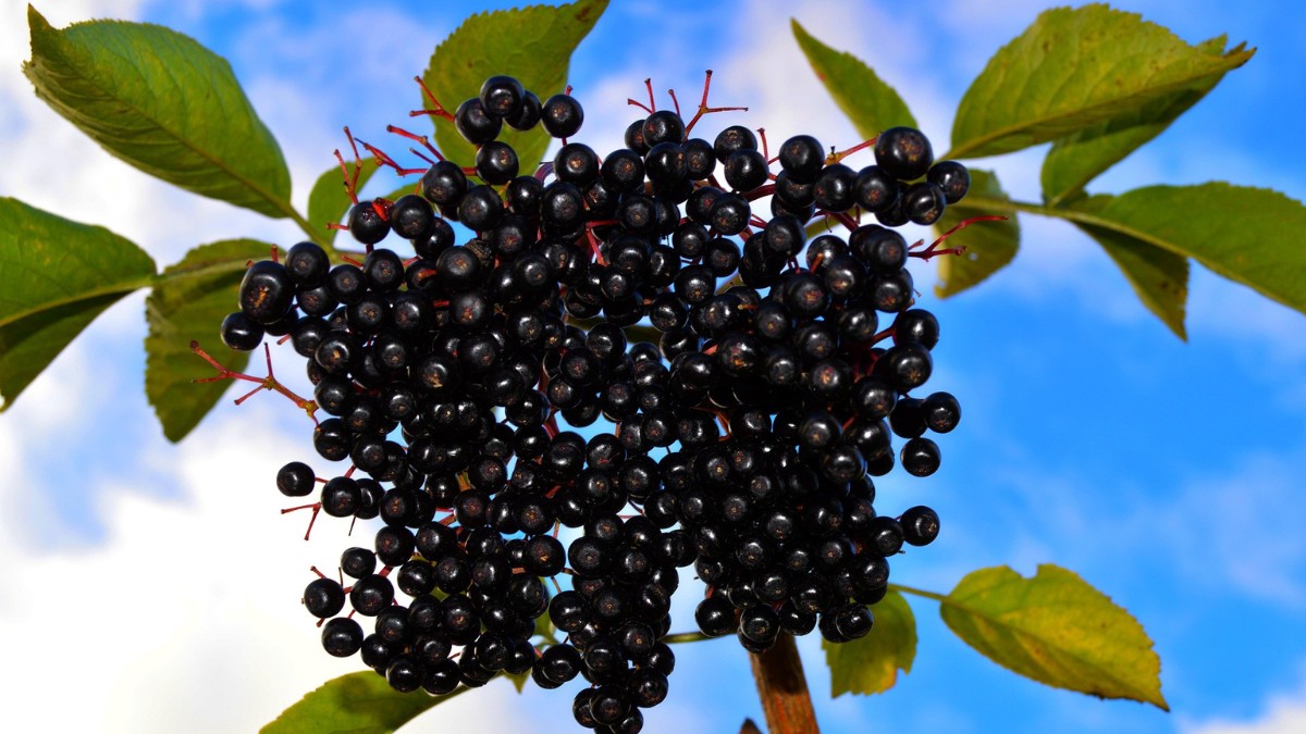 O processamento se faz necessário pois seu sabor fresco é bastante adstringente e amargo / Pixabay