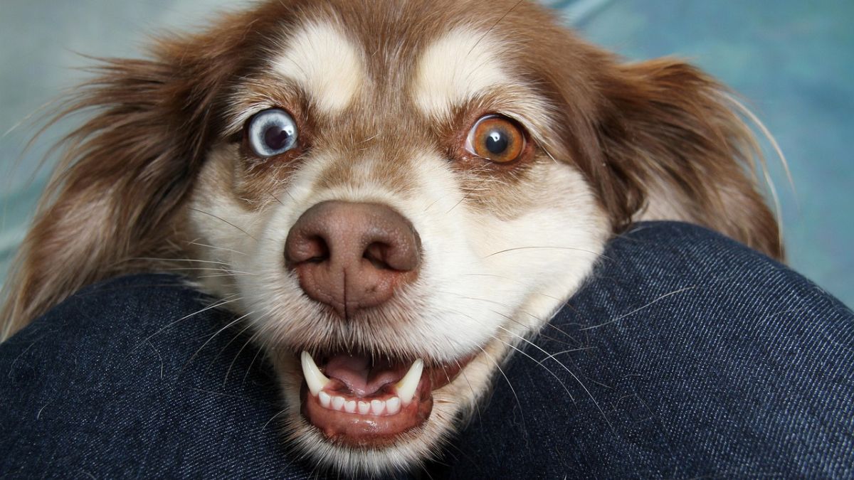 As glândulas sudoríparas dos cães estão localizadas entre os dedos das patas/Pixabay