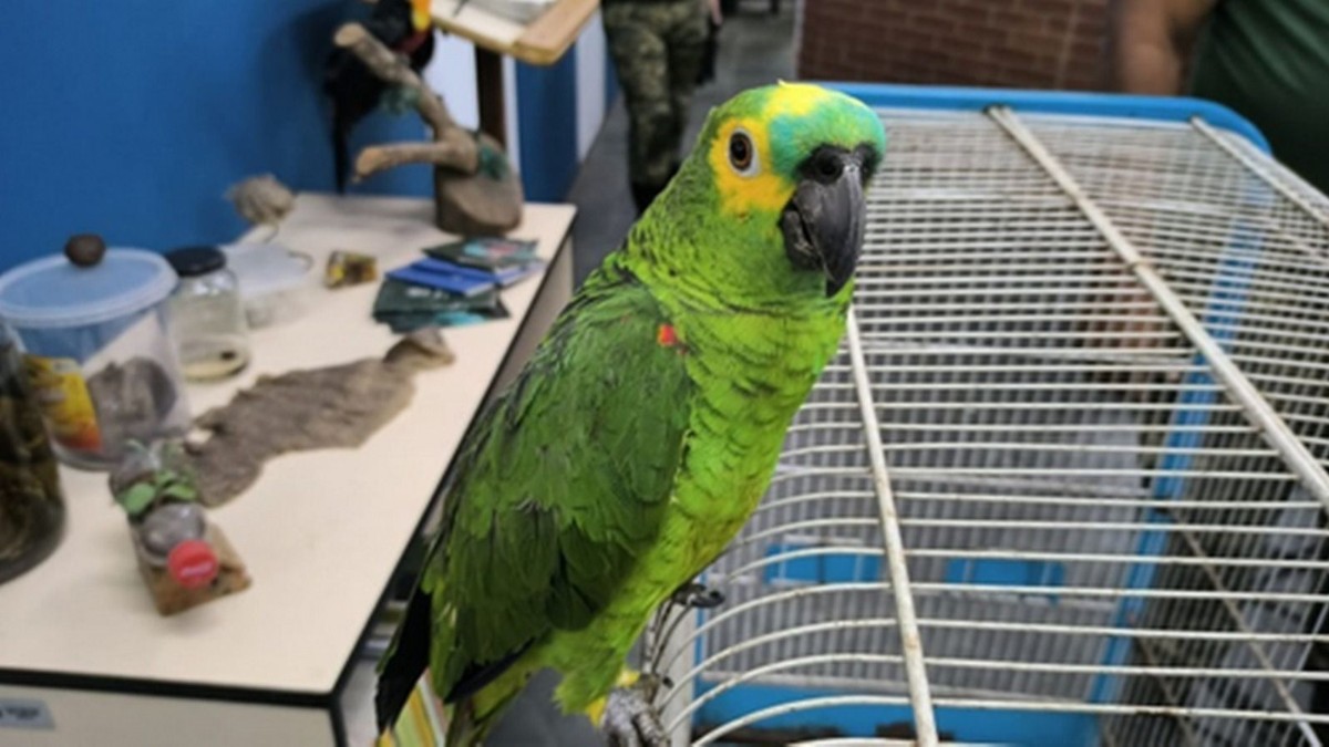 Ao longo do ano, a GCM também resgatou diversas espécies