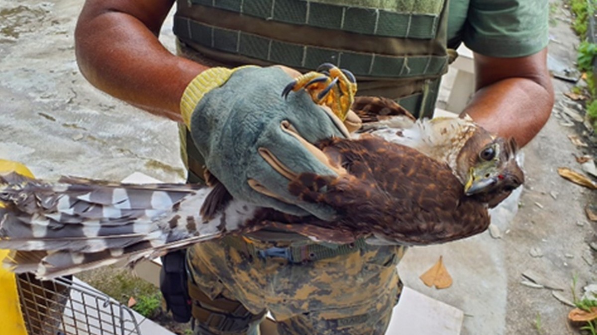 A GCM de São Vicente tem desempenhado papel estratégico na preservação da fauna local / Divulgação/PMSV
