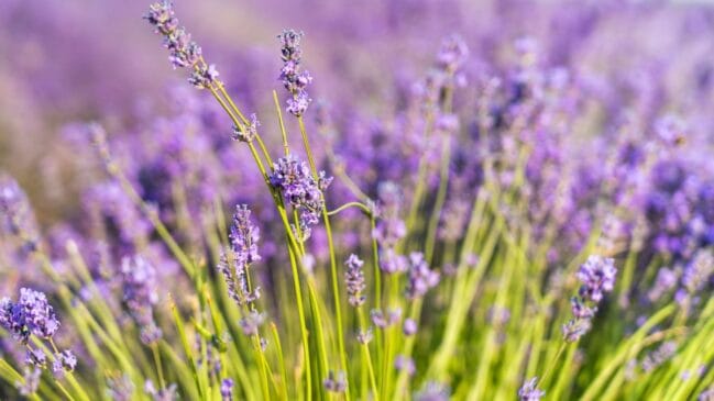 A lavanda, além de cheirosa, também nos protege dos insetos