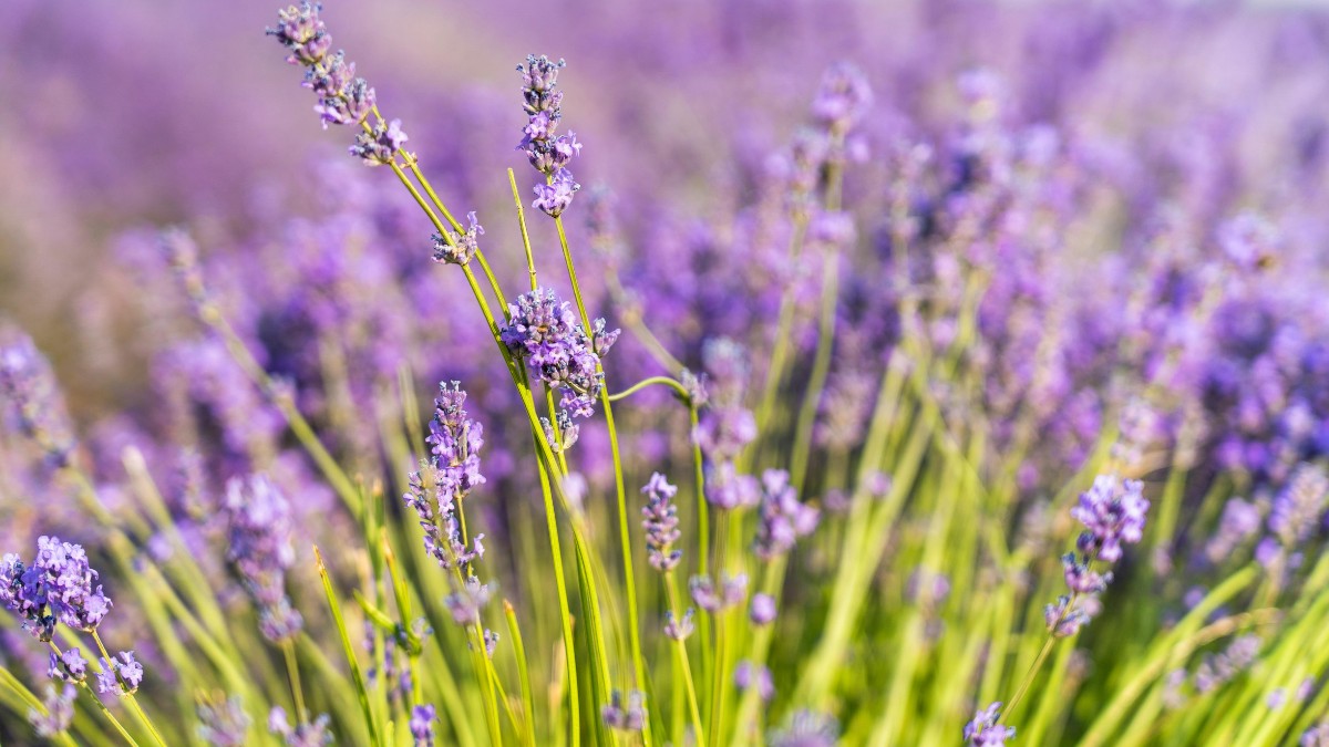 A lavanda, além de cheirosa, também nos protege dos insetos