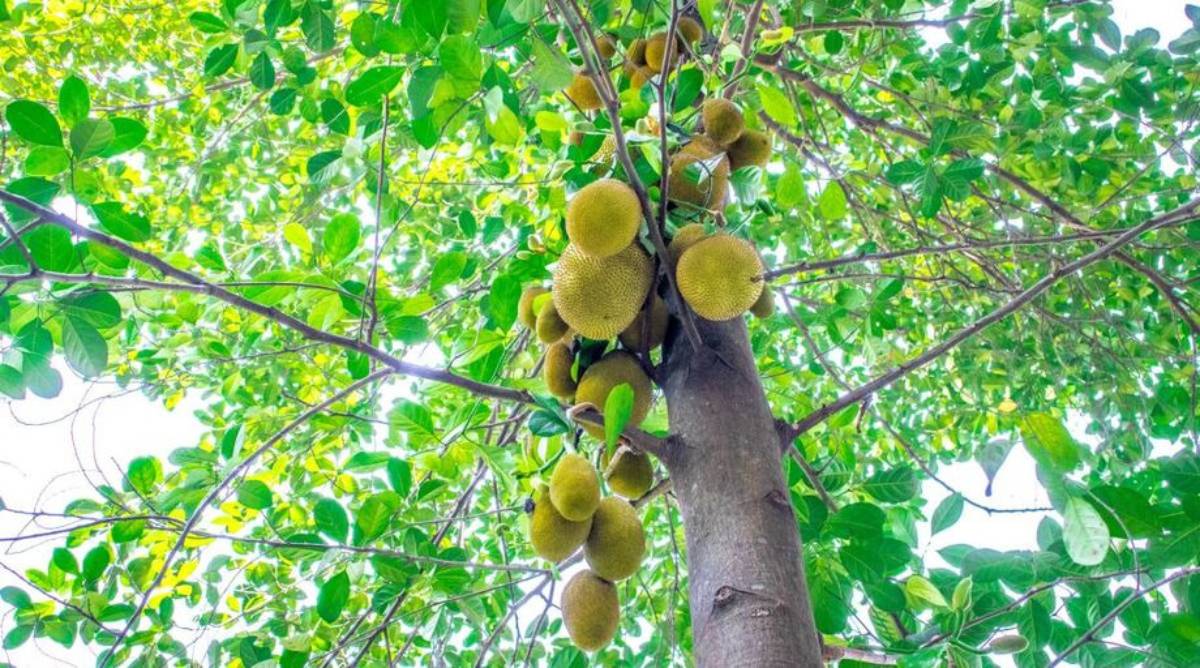 Rica em fibras, vitamina C, potássio e compostos antioxidantes como flavonoides, carotenoides e saponinas, a jaca oferece um verdadeiro coquetel de nutrientes