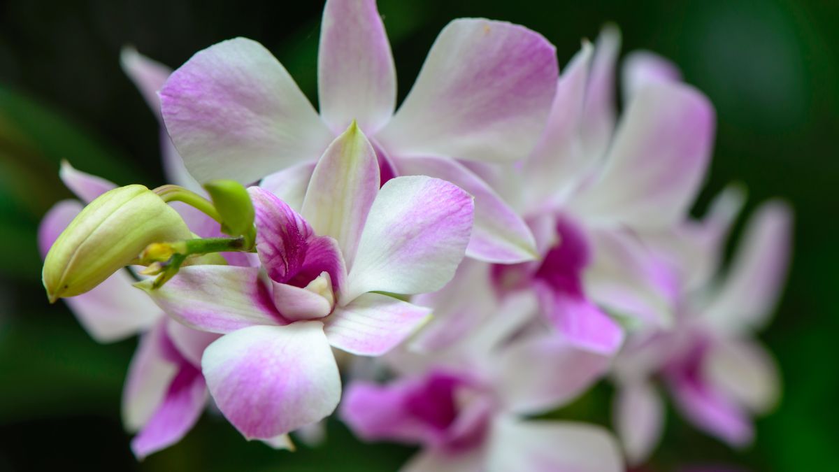 Pegue o vaso de orquídea e encha-o com terra. Certifique-se de que haja furos suficientes para drenagem