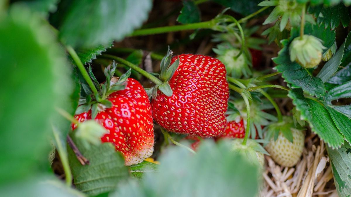 No método seco, a borra de café seca e compostada é aplicada diretamente na terra, nutrindo plantas como os morangos/ Katharina N./Pixabay