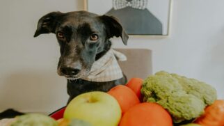 Algumas frutas que devem ser evitadas pelos cães, por apresentarem risco de obstrução e intoxicação