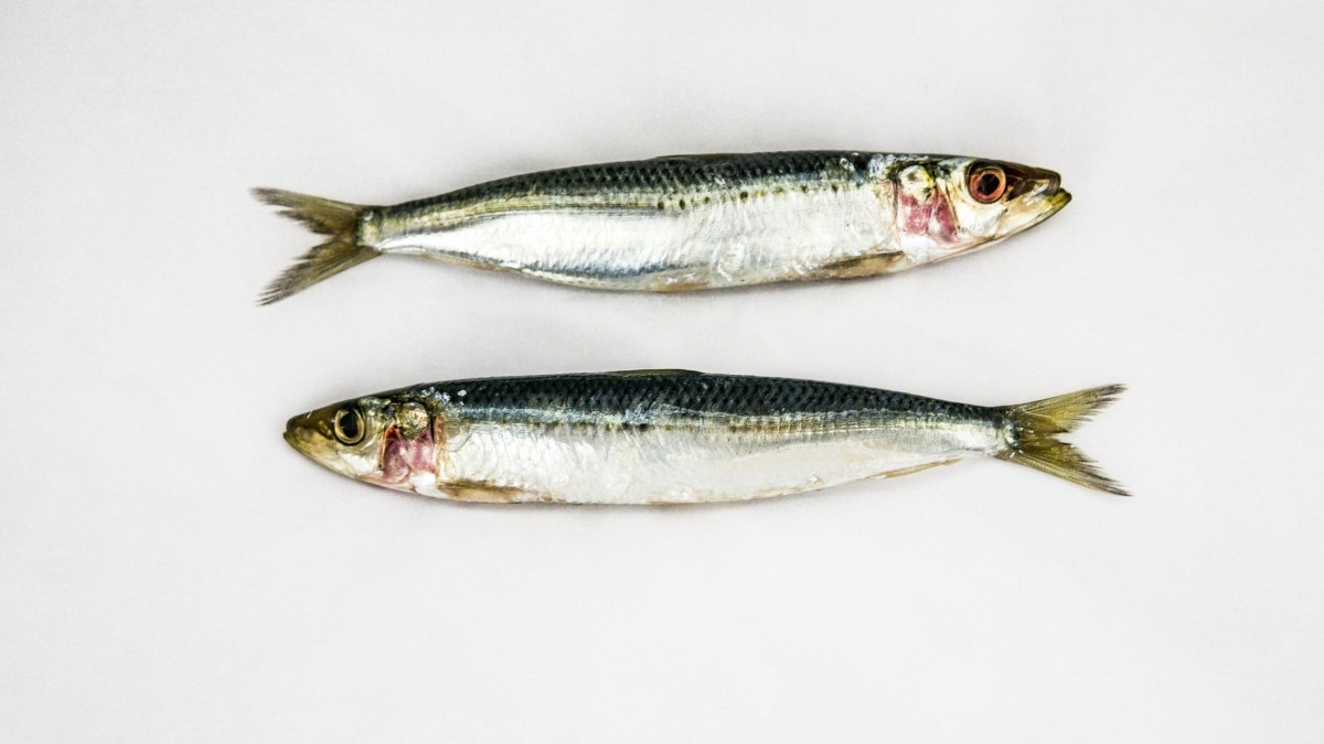A sardinha também é uma fonte que se destaca entre os alimentos de origem animal / Pixabay