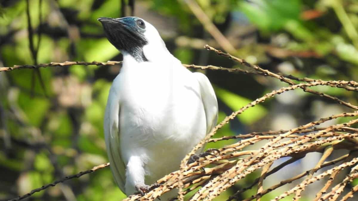 Araponga (Procnias nudicollis) pode ser vista em grande parte do litoral de São Paulo