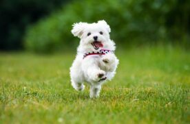 Bichón Maltês é o primeiro da lista dos cachorros mais carinhosos do mundo