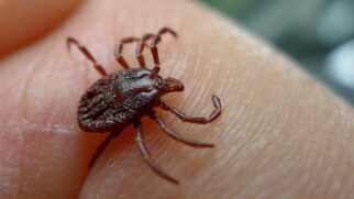 Saiba como manter carrapatos, mosquitos e pulgas bem longe
