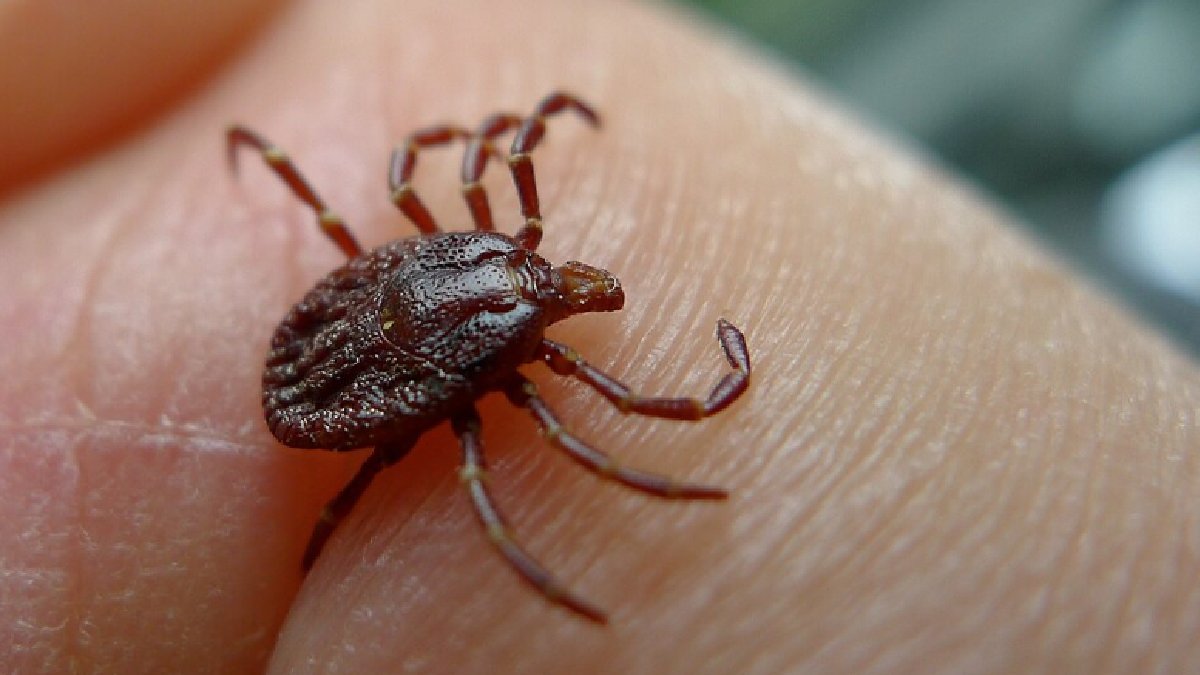 Saiba como manter carrapatos, mosquitos e pulgas bem longe