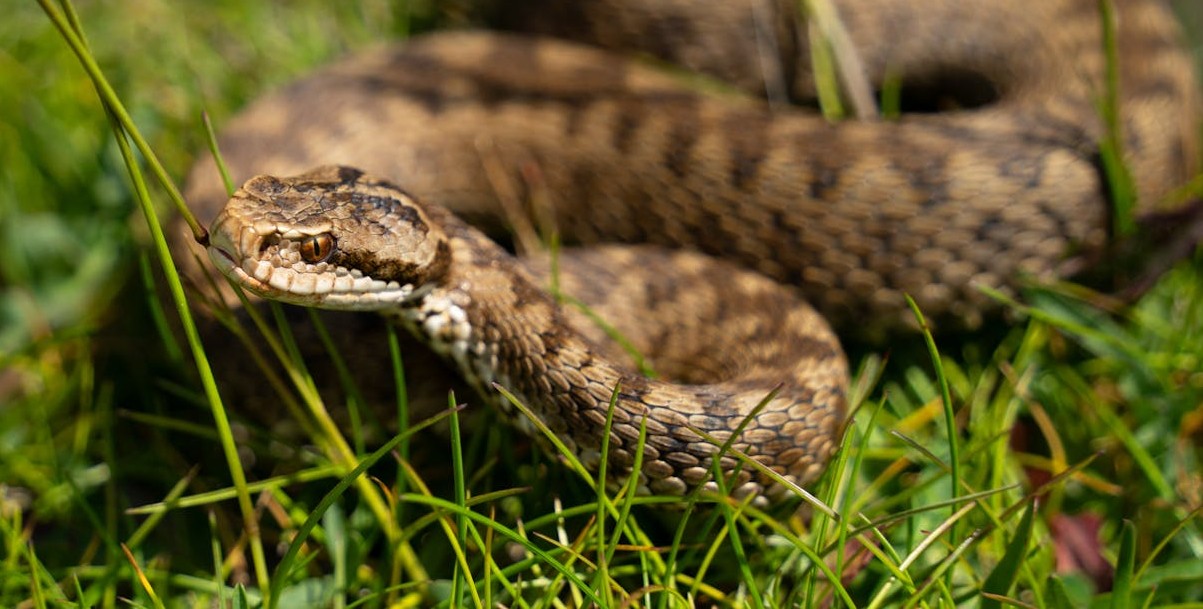 Cobras tomam ilham e mudam ecossistema local / Imagem meramente ilustrativa