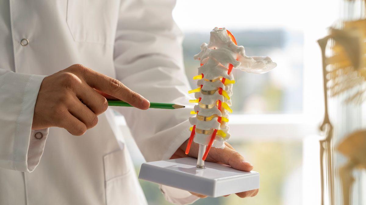 A equipe liderada pela professora Ines Liebscher identificou o receptor GPR133 como peça central na formação e manutenção dos ossos / Freepik