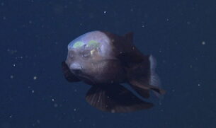 Descrito pela primeira vez em 1939 pelo oceanógrafo Wilbert Chapman, o peixe-olhos-de-barril permaneceu um enigma por décadas