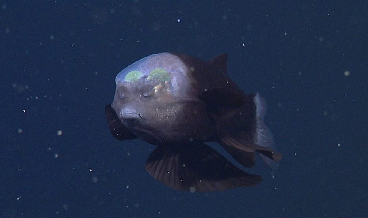 Descrito pela primeira vez em 1939 pelo oceanógrafo Wilbert Chapman, o peixe-olhos-de-barril permaneceu um enigma por décadas